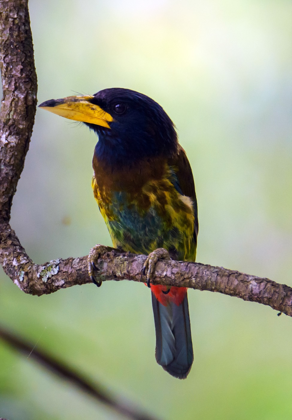 Great barbet with a yellow bill and dark blue head, perched on a branch