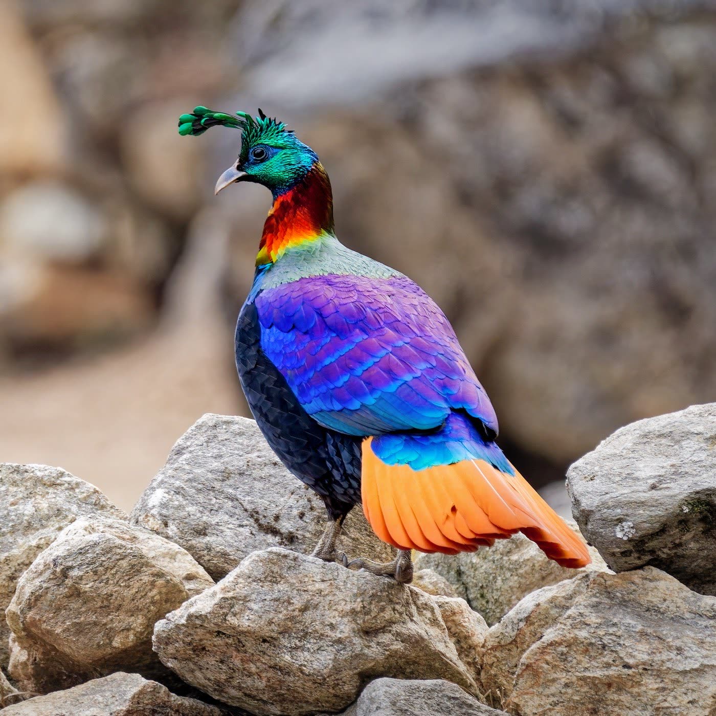 Himalayan monal and other bird species around Himtattva