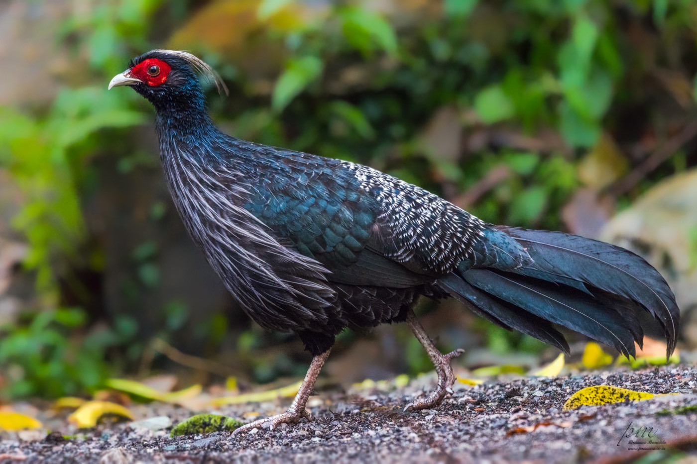 Kalij pheasant, a glossy blue-black ground bird with a red face, on a forest floor