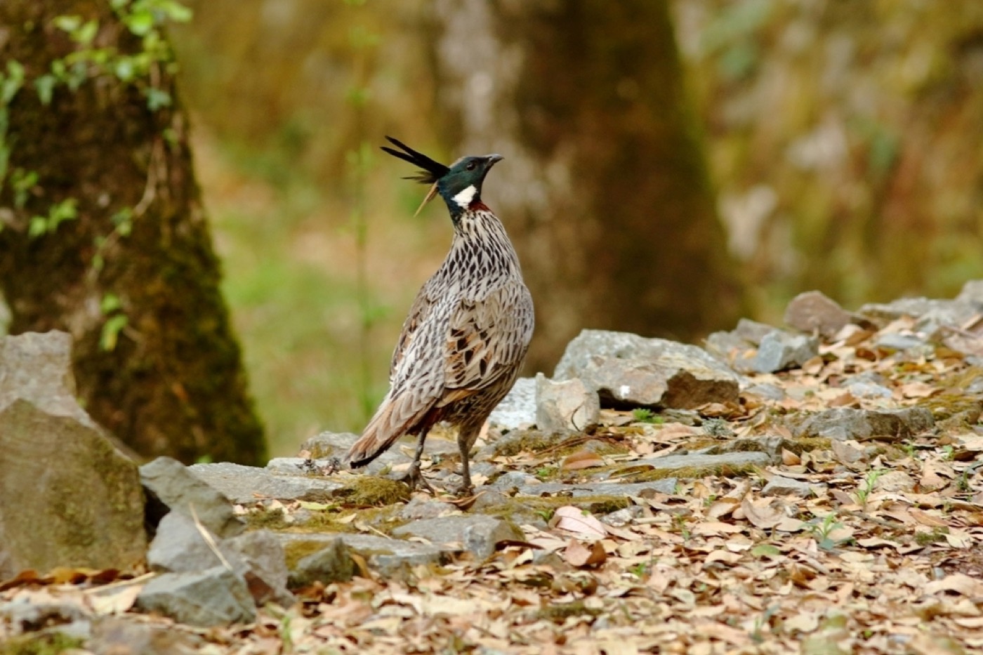 Koklass pheasant with a dark crested head, standing among fallen leaves
