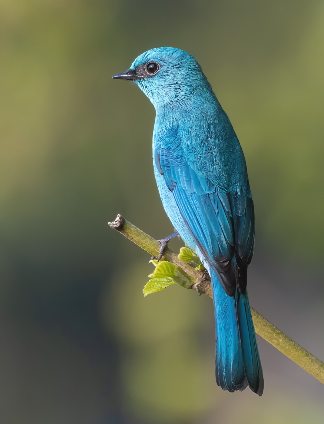 Verditer flycatcher, a bright copper-sulphate blue bird, perched on a twig