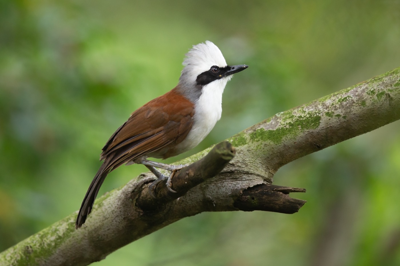 White-crested laughingthrush with a white crest and chestnut back, on a branch
