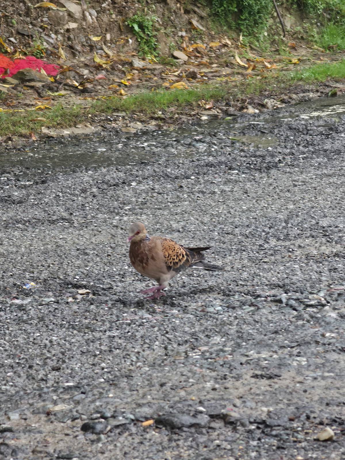 An Oriental turtle dove standing on a gravel road near Hartola